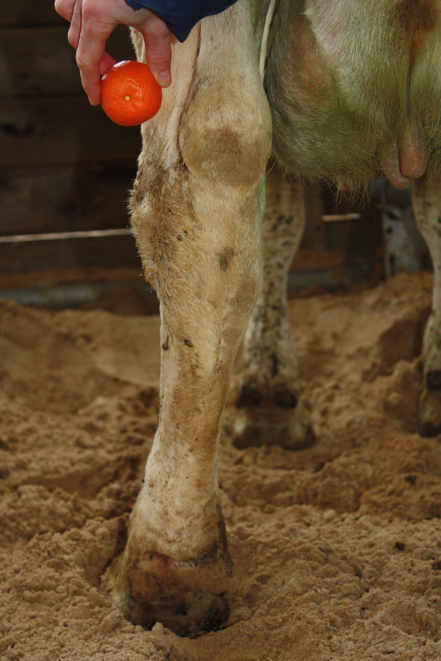 Hair loss, lesions and swellings in dairy cows AssureWel